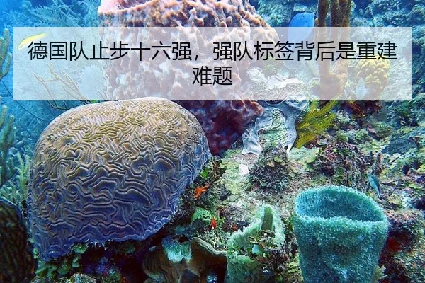 德国队止步十六强，强队标签背后是重建难题